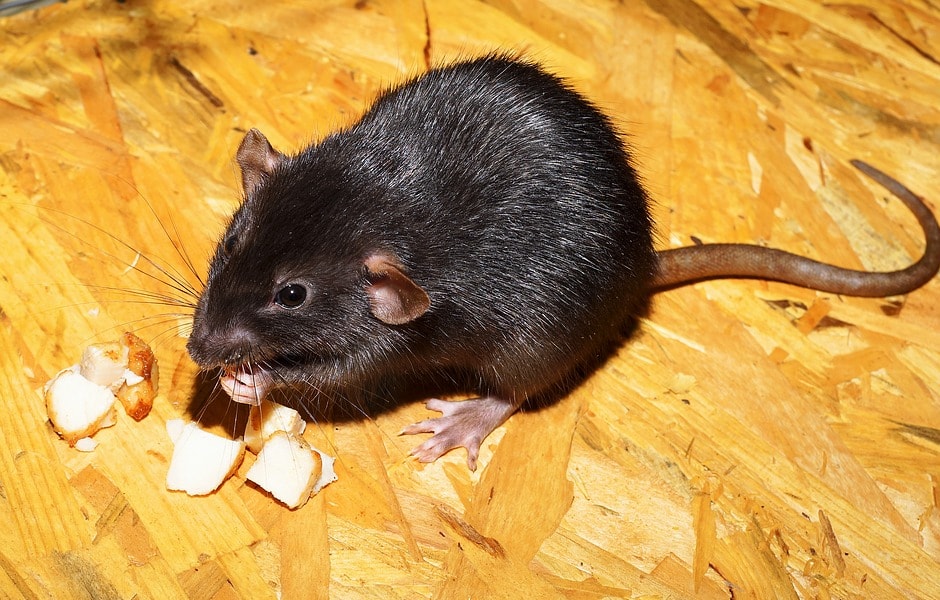 Roof Rats and Mice: Why Your Rodent Roof Traps Aren't Working - Yale Pest  Control