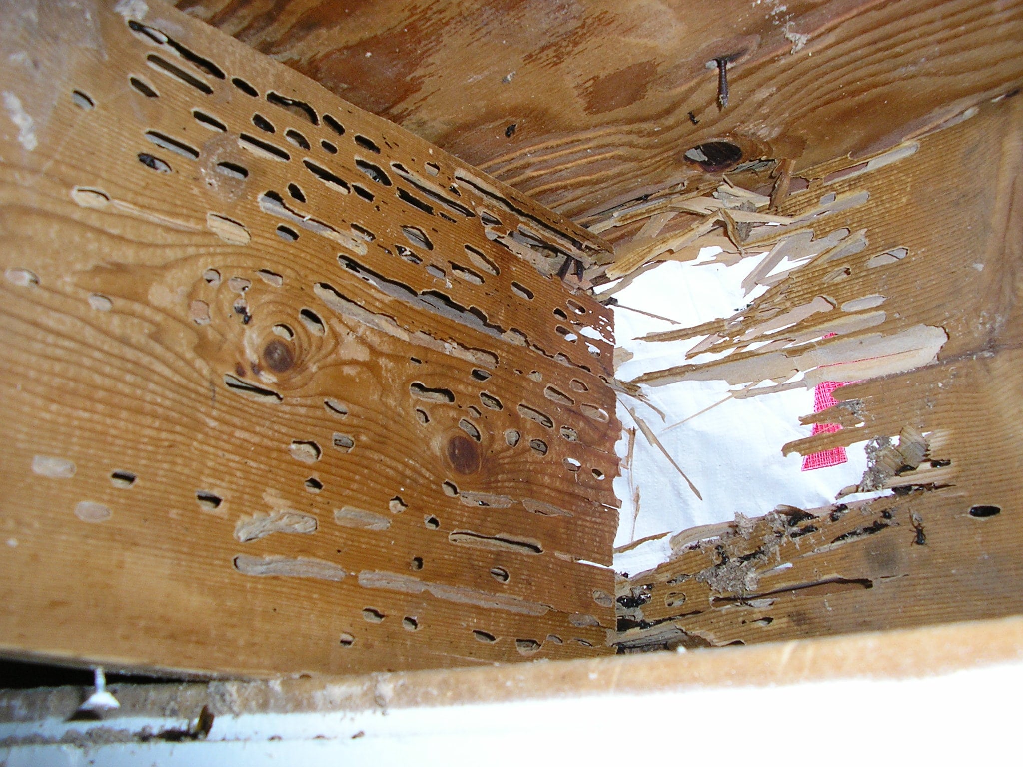 Carpenter Ant Damage to Rim Joist - Inside View
