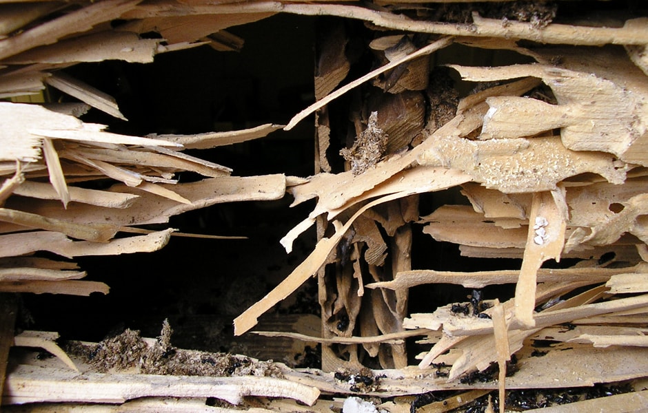 Carpenter Ant Damage to Rim Joist - Outside View