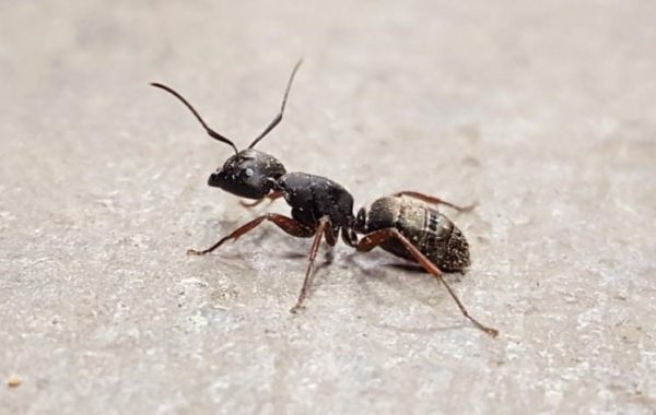 Ant Control and Removal | Rambo Total Pest Control