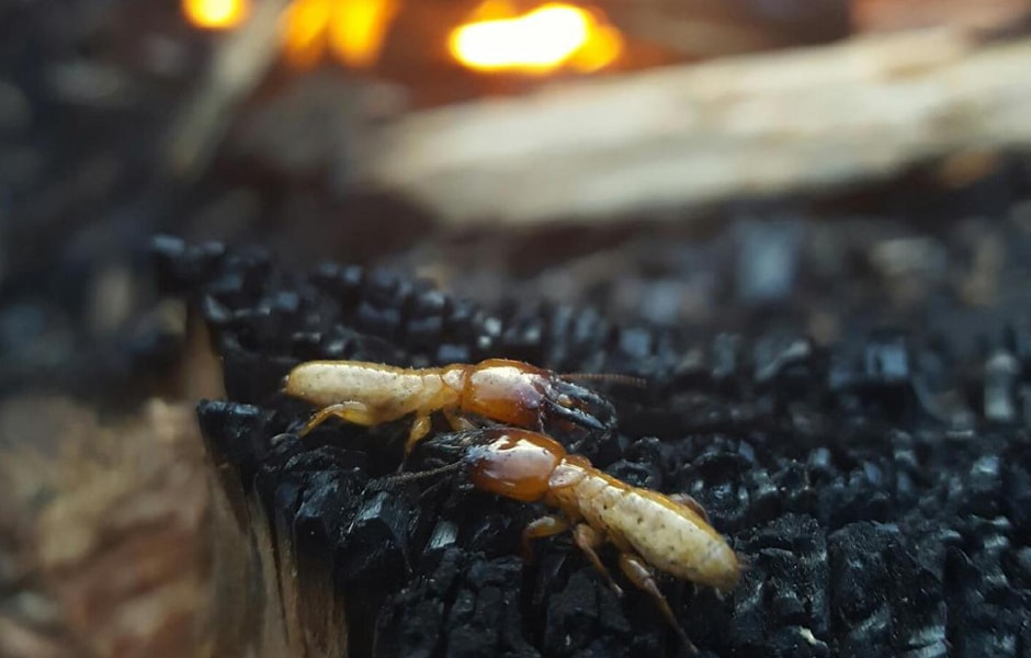 Dampwood Termites Campfire