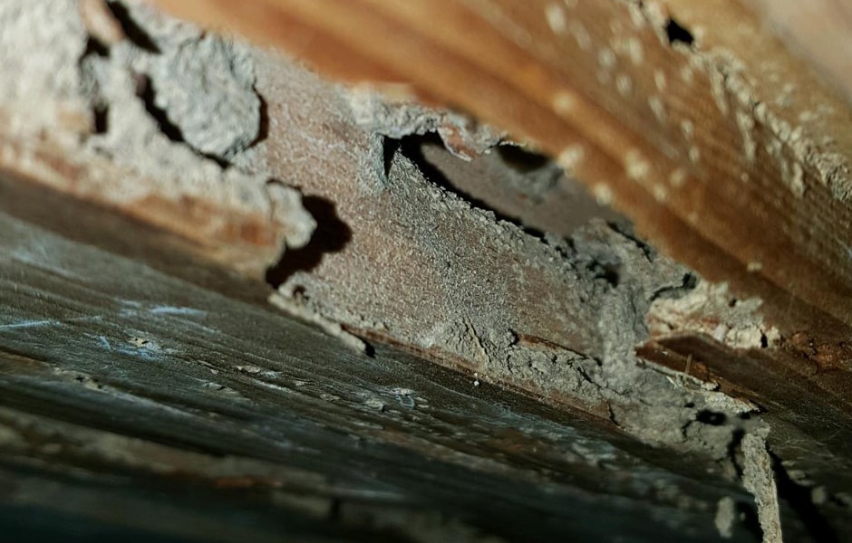 Subterranean Termite Damage