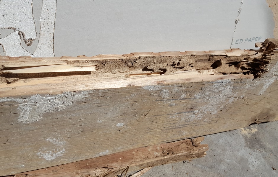Subterranean Termites Damage to Pressure Treated Wood 2