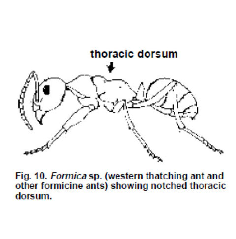 Odorous House Ant with notched thoracic dorsum