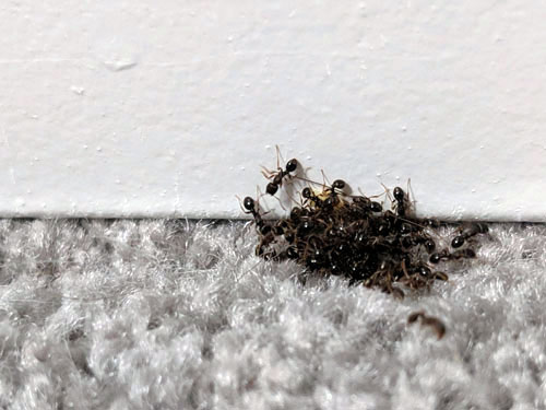 odorous house ants, spring