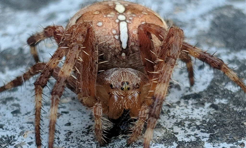 orb weaver spider up close