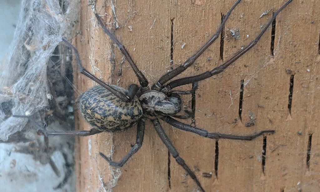 giant house spider on wood