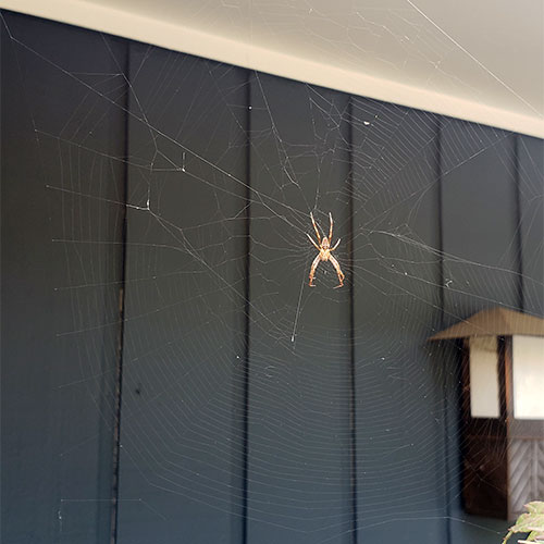 Orb Spider Web
