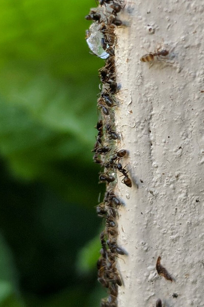 seattle ant control services