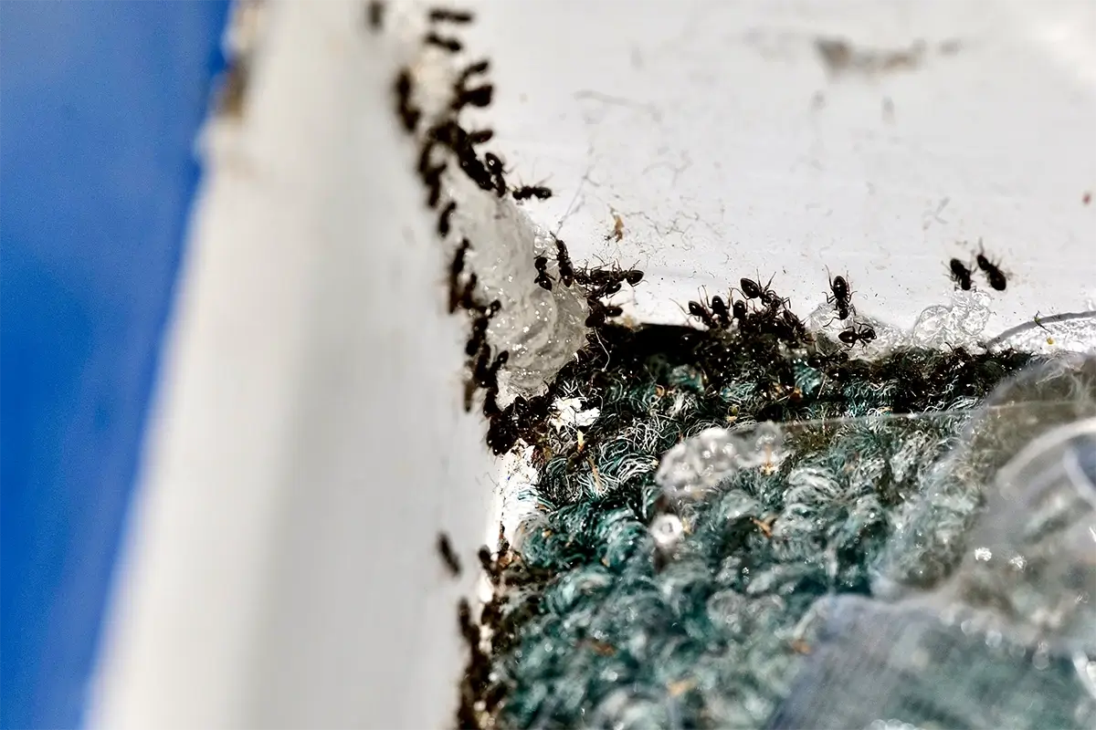 odorous house ant sugar ant infestation