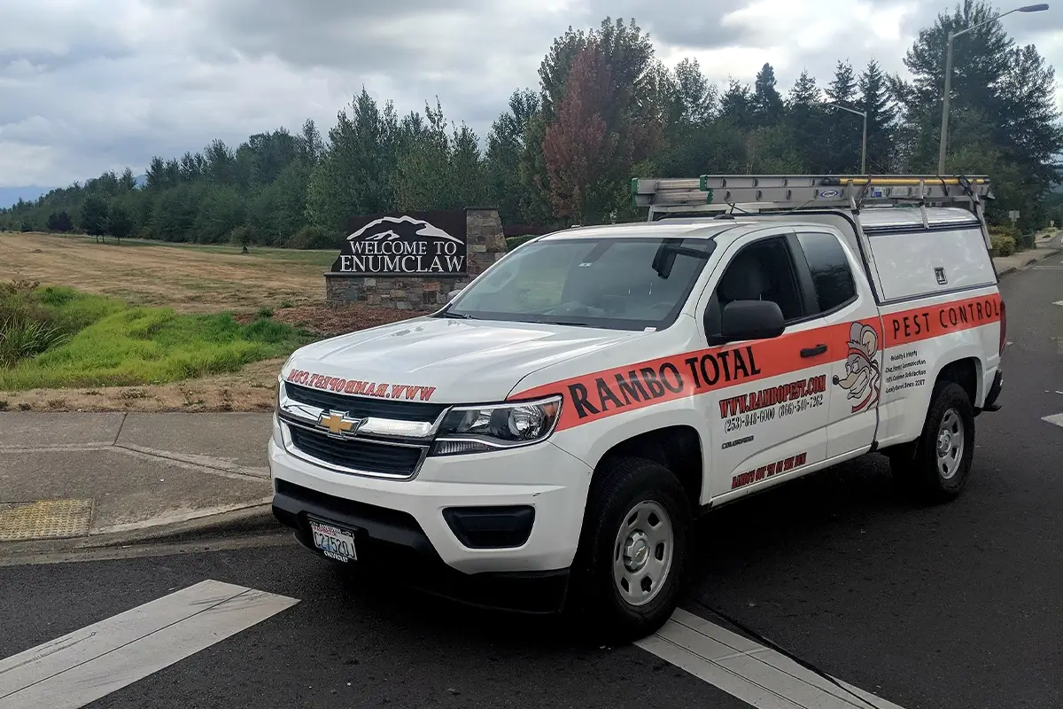 rambo pest services enumclaw