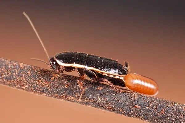 rtpc cockroach control oriental cockroaches