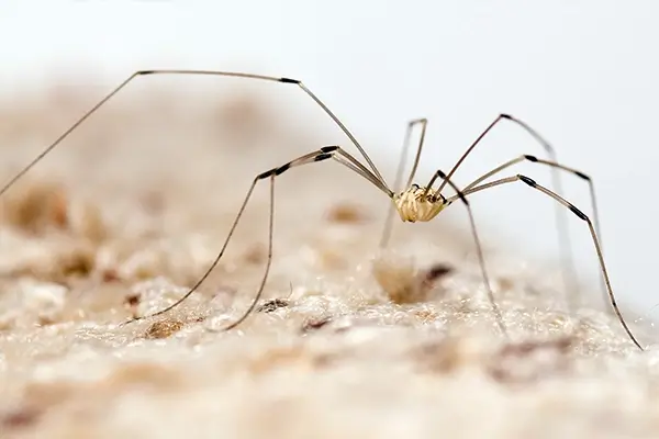 rtpc spider control cellar spider