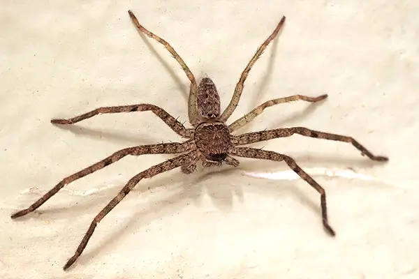 rtpc spider control hobo spider