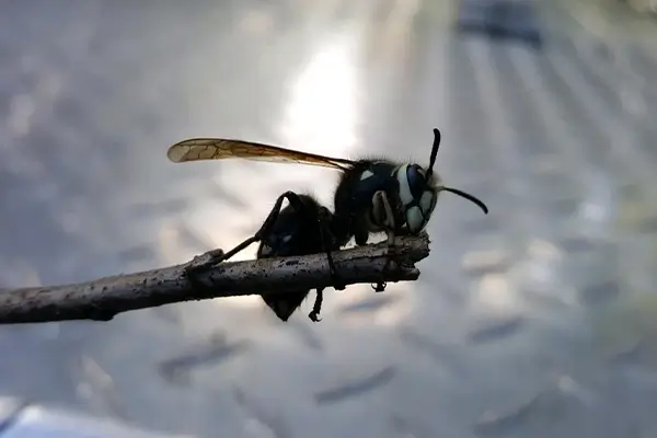 rtpc stinging insects bald faced hornet