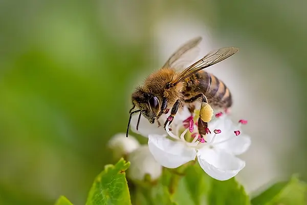 rtpc stinging insects honey bee