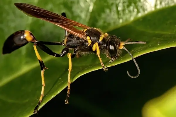 rtpc stinging insects mud dauber