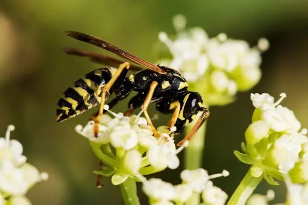 rtpc stinging insects paper wasp