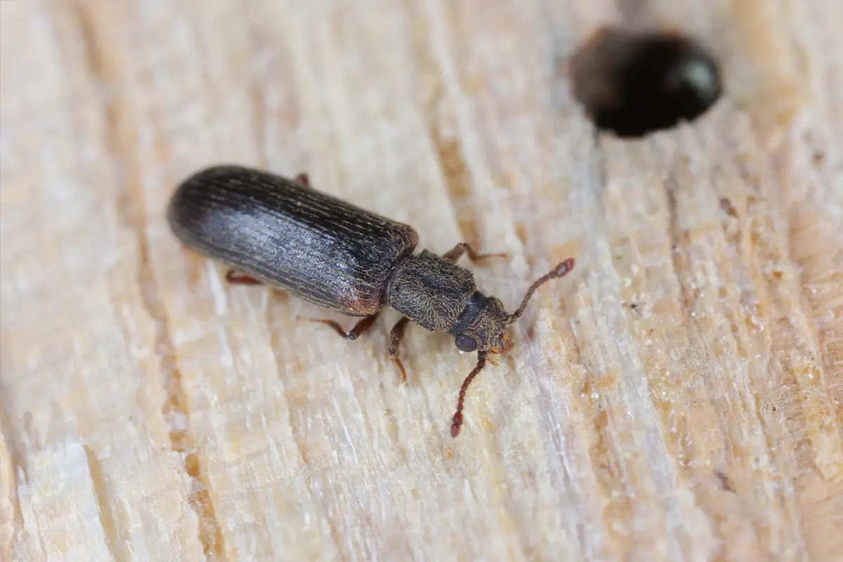 rtpc woodboring beetle control methods