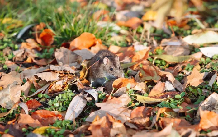 fall pests pacific northwest
