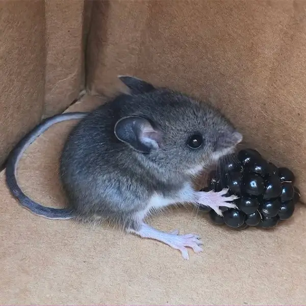 rodent food storage rambo pest control