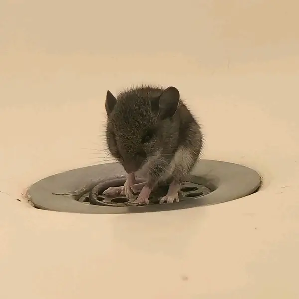 rodent drain rambo pest control