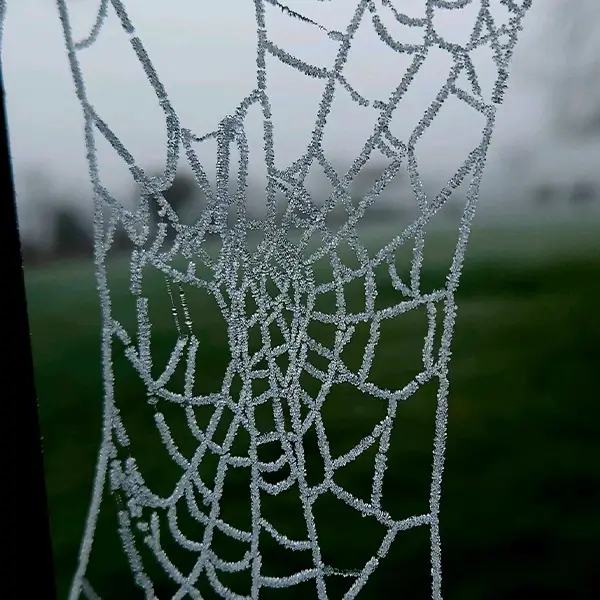 Winter Spider Control spider winter pest