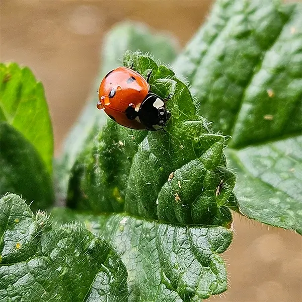 lady beetle ladybug