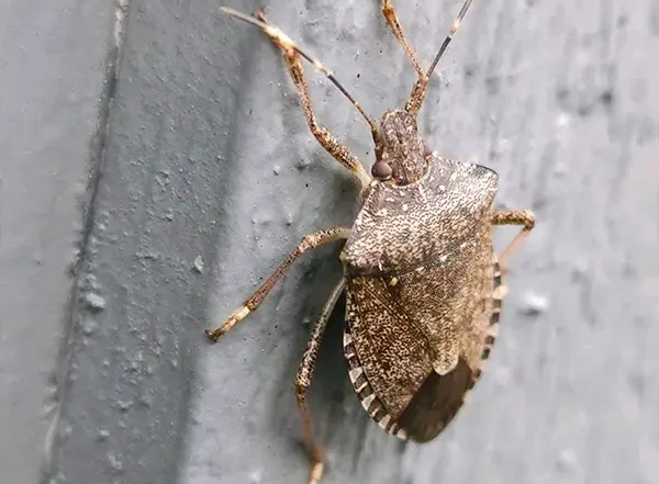brown marmorated stink bug