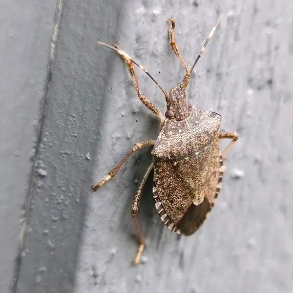 brown marmorated stink bug