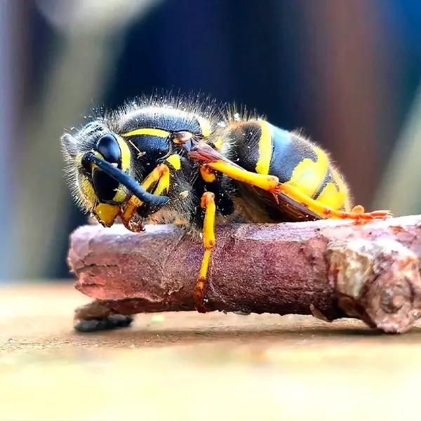 wasp queens overwintering
