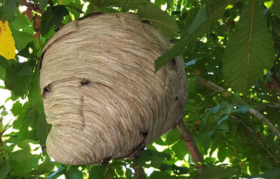 bald faced hornet nest