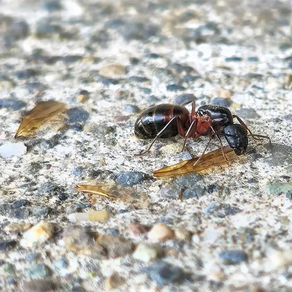 ant activity spring summer
