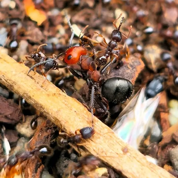 ant activity spring summer