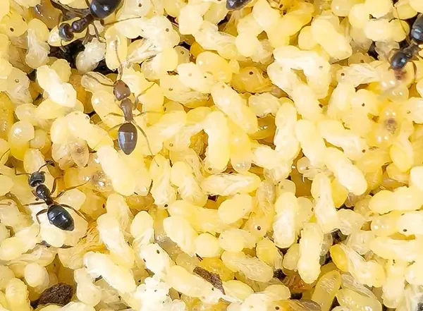 ant activity spring summer