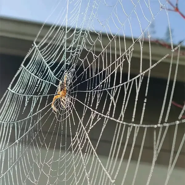 spiders pacific northwest