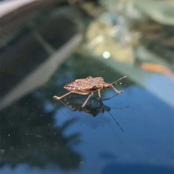 stinkbug 1