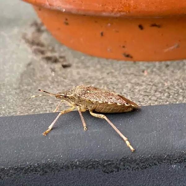 stinkbug 2